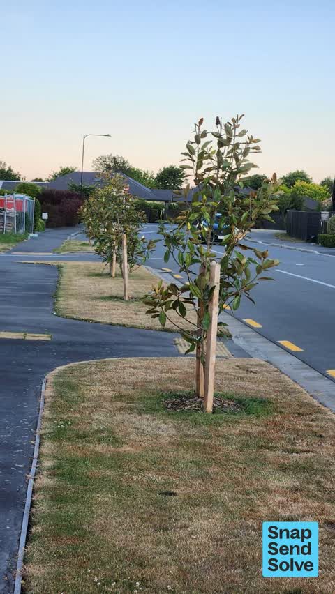 Trees - General — a report photo