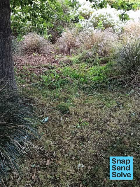 Overgrown Vegetation, a report photo