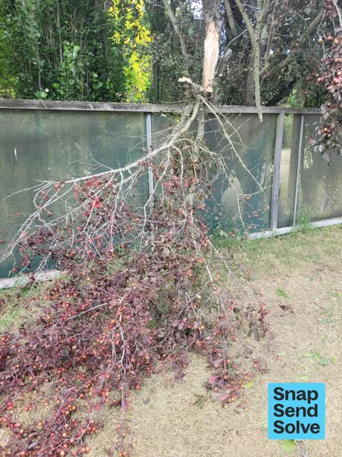 Fallen Tree, a report photo