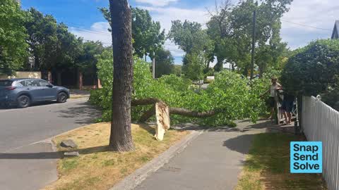 Fallen Tree, a report photo