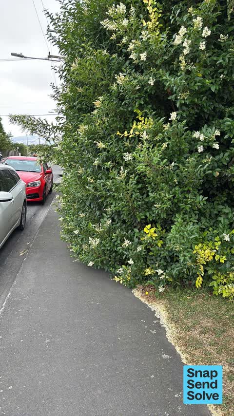 Overgrown Vegetation, a report photo