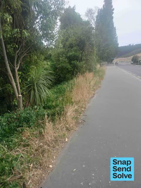 Overgrown Vegetation, a report photo