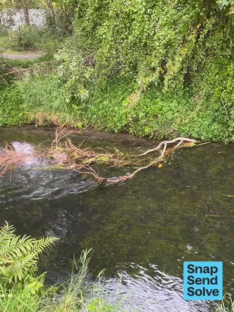 Fallen Tree, a report photo
