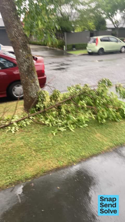 Fallen Tree, a report photo