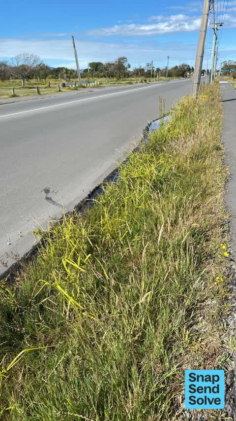 Overgrown Vegetation, a report photo