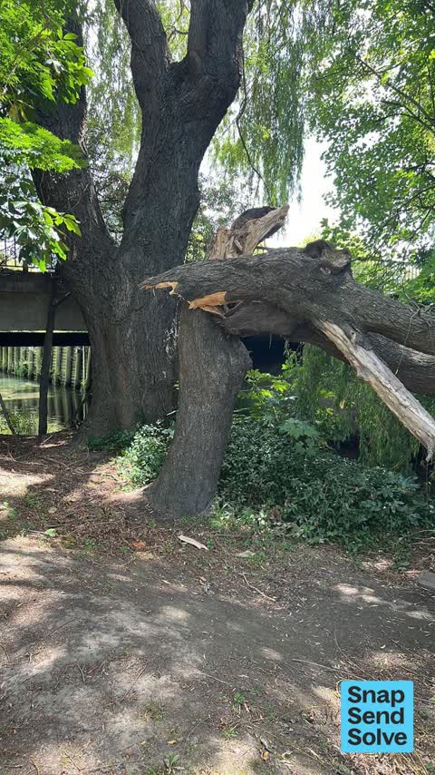 Fallen Tree, a report photo