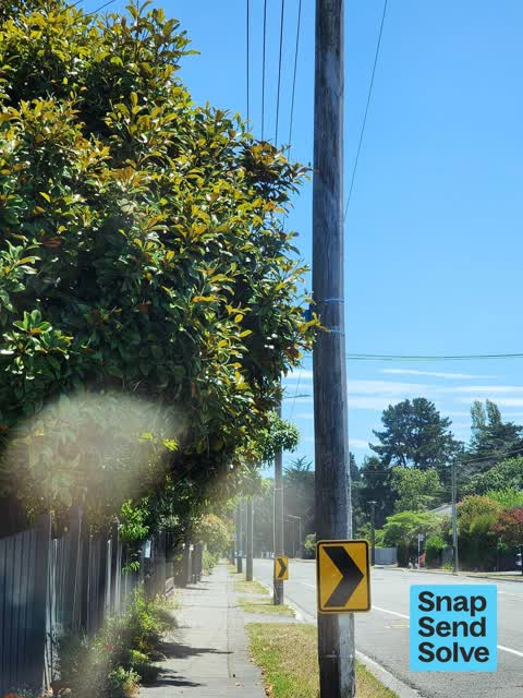 Overgrown Vegetation, a report photo