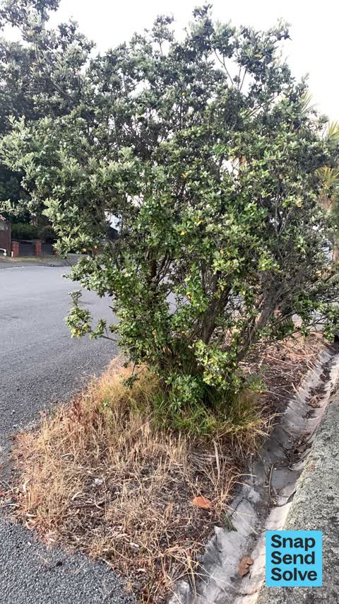 Overgrown Vegetation — a report photo