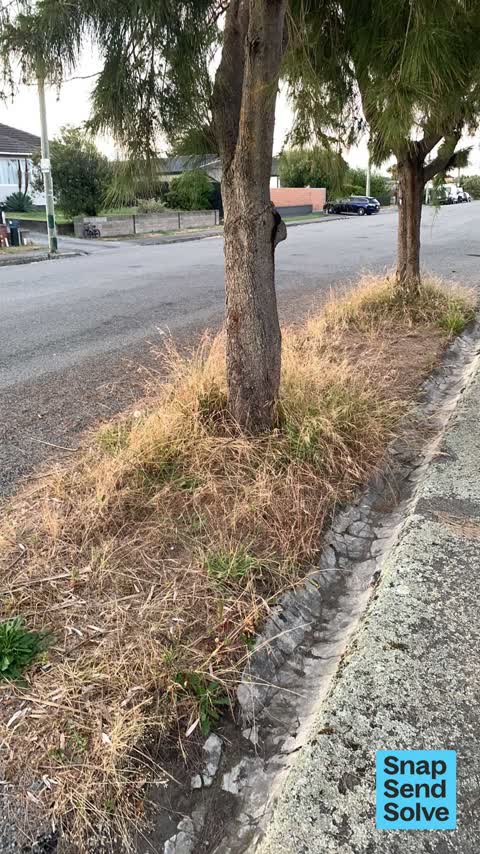 Overgrown Vegetation — a report photo