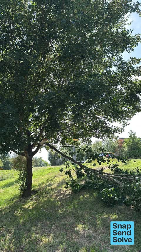Fallen Tree — a report photo