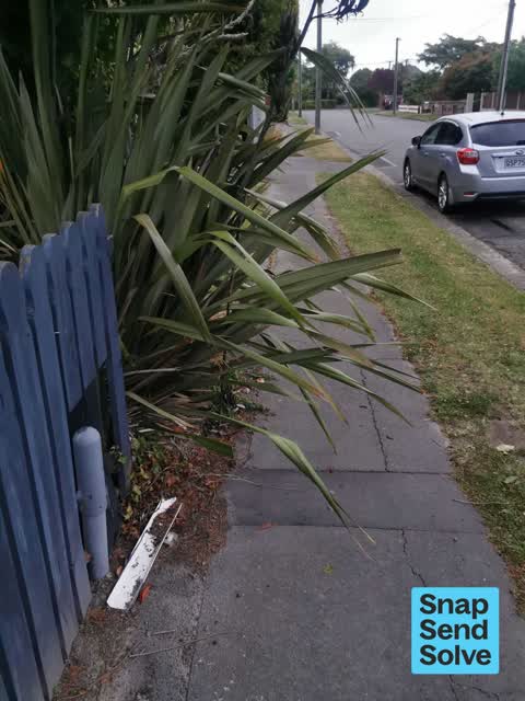Overgrown Vegetation, a report photo