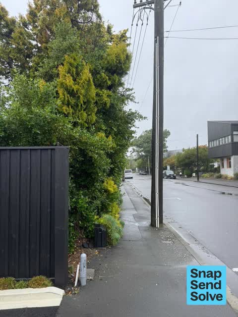 Overgrown Vegetation, a report photo