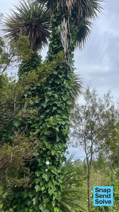 Overgrown Vegetation, a report photo