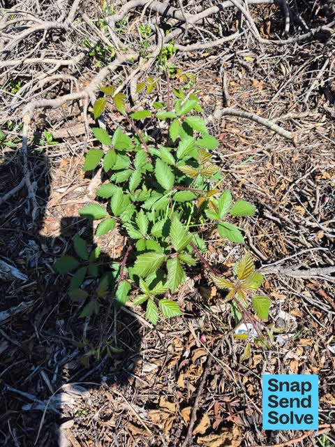 Overgrown Vegetation, a report photo