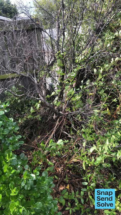 Fallen Tree — a report photo
