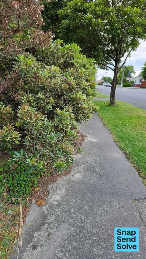 Overgrown Vegetation, a report photo