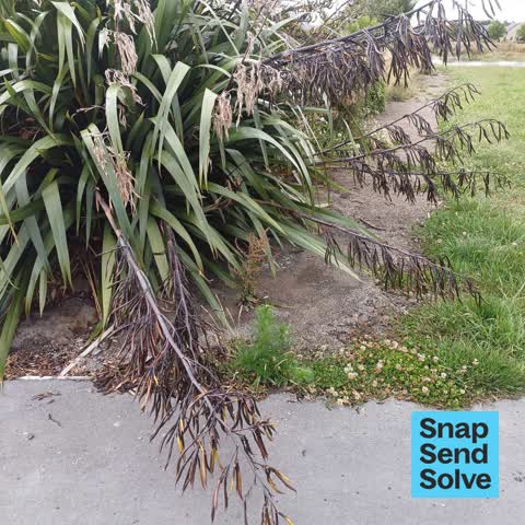 Overgrown Vegetation, a report photo