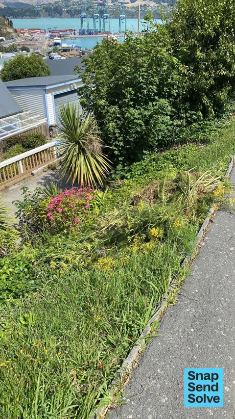 Overgrown Vegetation, a report photo