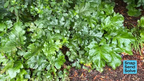 Overgrown Vegetation — a report photo