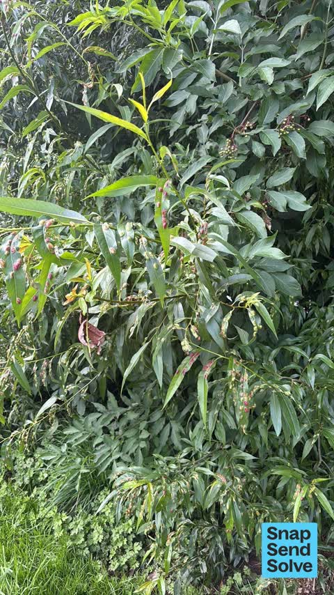 Trees - General — a report photo