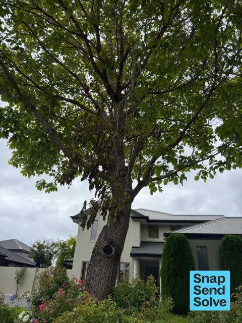 Trees - General, a report photo