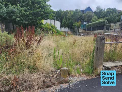 Overgrown Vegetation, a report photo