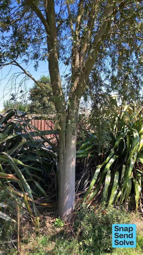 Trees - General, a report photo