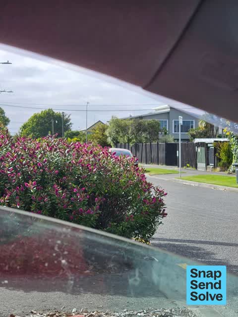 Overgrown Vegetation, a report photo