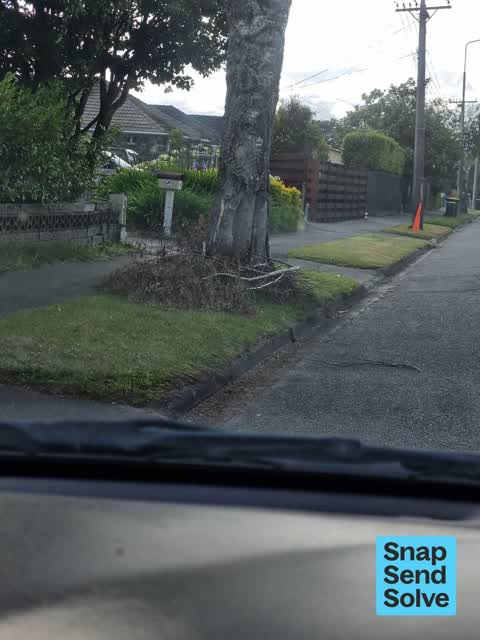 Fallen Tree, a report photo