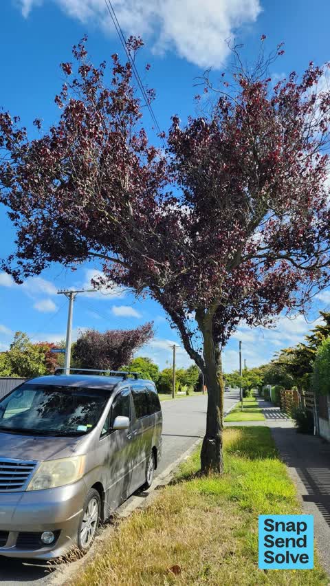 Overgrown Vegetation, a report photo