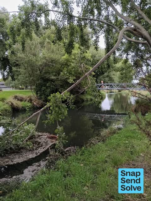 Fallen Tree — a report photo