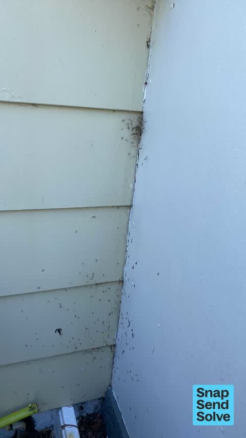 Pest / Vermin, a report photo