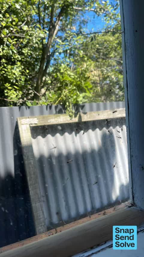Pest / Vermin, a report photo