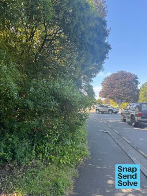 Overgrown Vegetation, a report photo