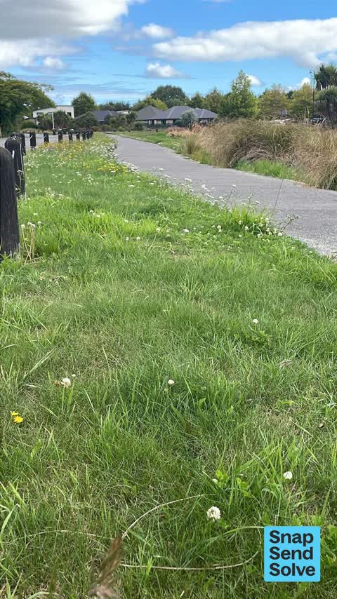 Overgrown Vegetation, a report photo
