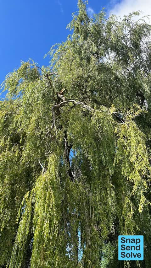 Trees - General — a report photo