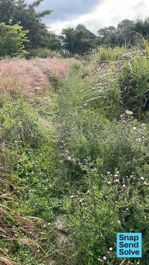 Overgrown Vegetation, a report photo