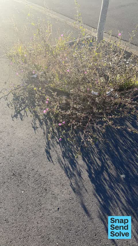 Overgrown Vegetation, a report photo