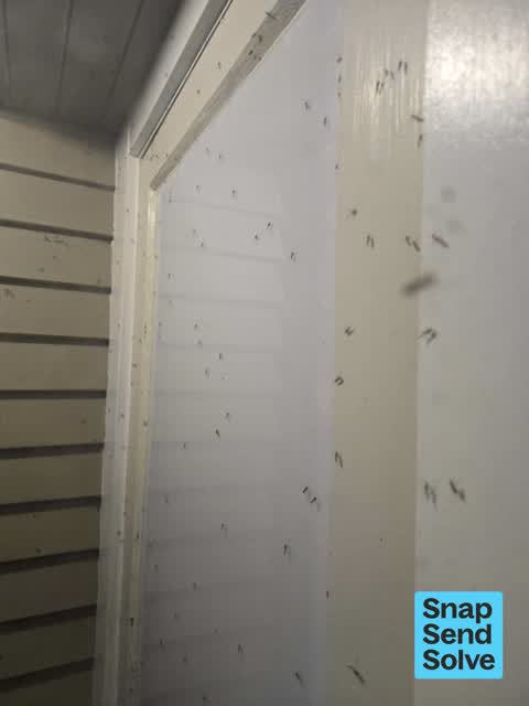 Pest / Vermin, a report photo