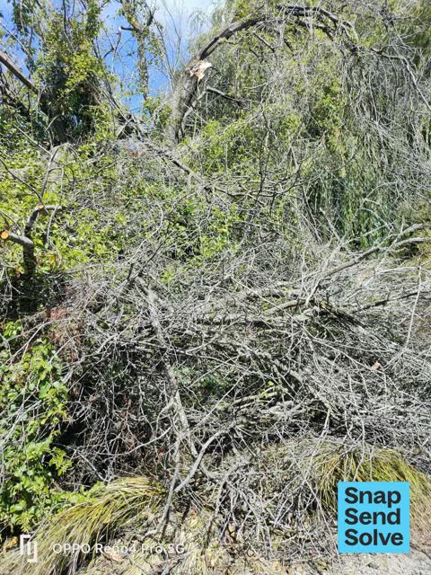 Fallen Tree, a report photo