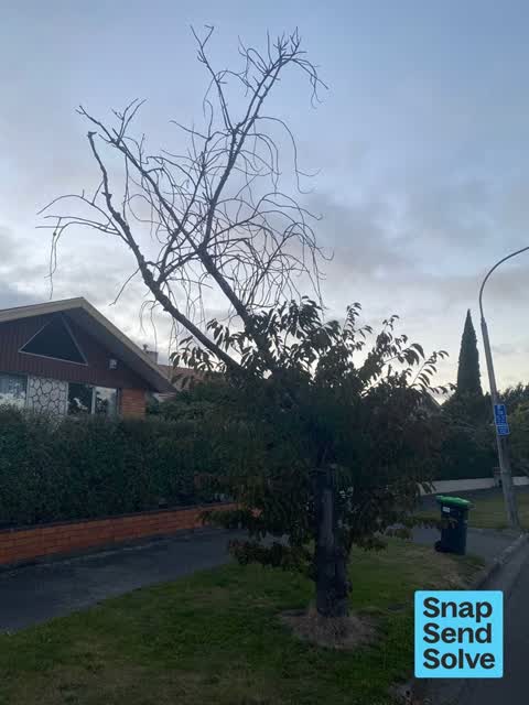 Overgrown Vegetation, a report photo