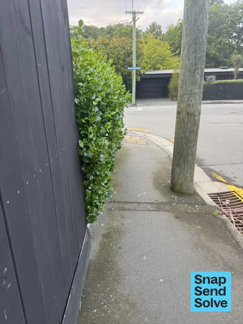 Overgrown Vegetation, a report photo