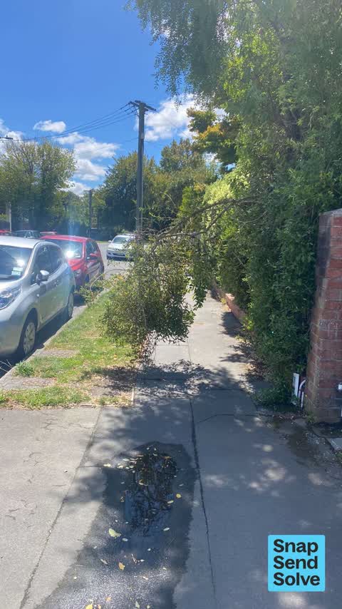 Overgrown Vegetation, a report photo