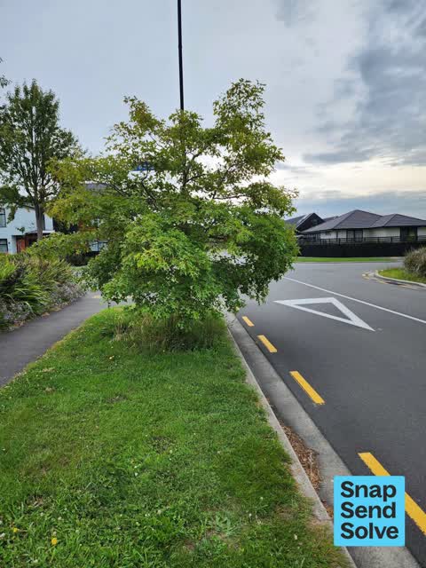 Overgrown Vegetation, a report photo