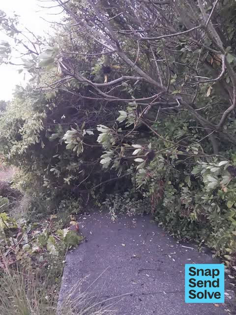 Fallen Tree — a report photo