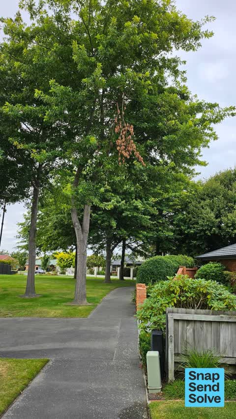 Trees - General, a report photo