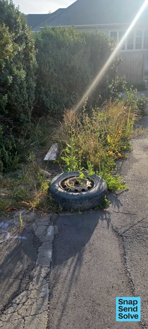 Overgrown Vegetation, a report photo