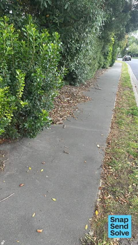 Overgrown Vegetation — a report photo