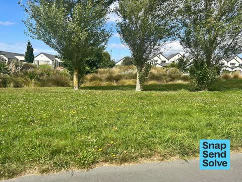 Overgrown Vegetation, a report photo