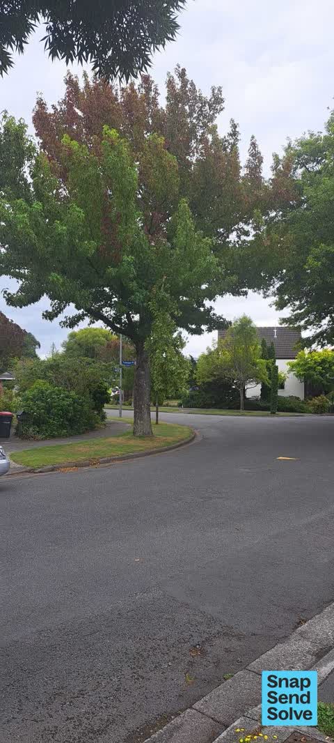 Fallen Tree, a report photo